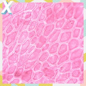 imatge delCèl·lules mare: la clau per curar l'Alzheimer? taller